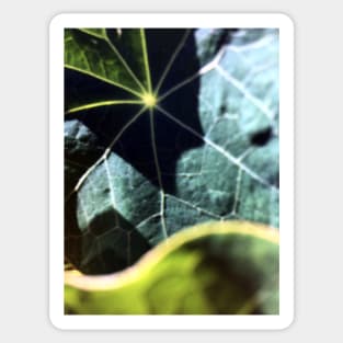 Nasturtium Leaves Sticker